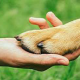 reiki animali